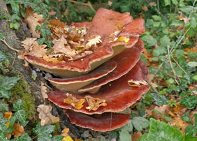 Leberreischling