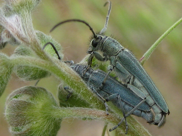 Dichtpunktierter Walzenhalsbock